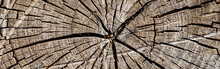 Old Wood Texture Of Tree Stump, Panoramic Banner