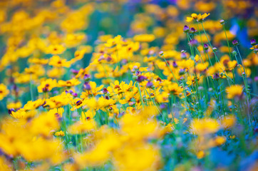 Wall Mural - Blooming yellow and purple sulfur cosmos flower are in bloom in springtime.