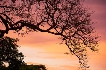 Wall Mural - Art of bare branches of tree against dramatic sunset sky.