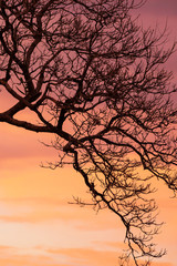 Wall Mural - Art of bare branches of tree against dramatic sunset sky.