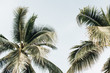 Summer tropical two big green coconut palm trees against blue sky. Neutral background. Summer and travel concept on Phuket, Thailand.