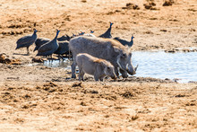 A Family Of Warthogs With Guineafowl Drink From A Natural Water Hole, Namibia