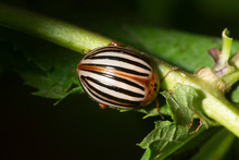 False Potato Beetle Eating A Leaf In Connecticut.