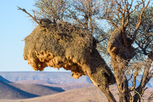 Weaver Bird Nests Hanging From Branches Of An Acacia Tree, Namibia