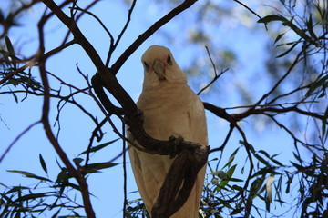 animal, australia, australis, avian, background, backpacker, beak, beautiful, bird, black, blue, branch, brown, color, colorful, common, cute, earth, environment, eye, fauna, feather, field, fly, fore