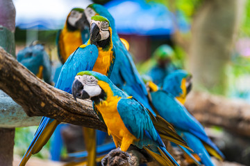 Group of colorful macaw on tree branches