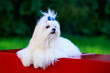 Cute maltese dog