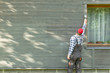 © artursfoto - Man worker painting wooden house exterior wall with paintbrush and wood protective color