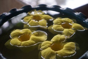 Canvas Print - tortellini with tomato sauce