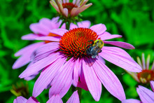 Bee On A Purple Coneflower