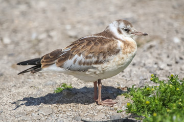 Sticker - gull