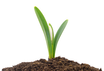 Poster - Snowdrop (Galanthus nivalis) on white background