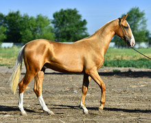 Golden Palomino Akhal Teke Horse Standing On The Road In Summer. Exterior View.