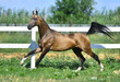Buckskin Akhal teke stallion running in gallop along white fence in summer pasture.