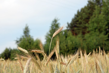 Wall Mural - wheat field