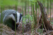 badger, meles meles, walking and browsing amongst a forest floor of bracken during June in Scotland.