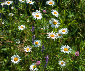 A bright summer meadow with chamomiles