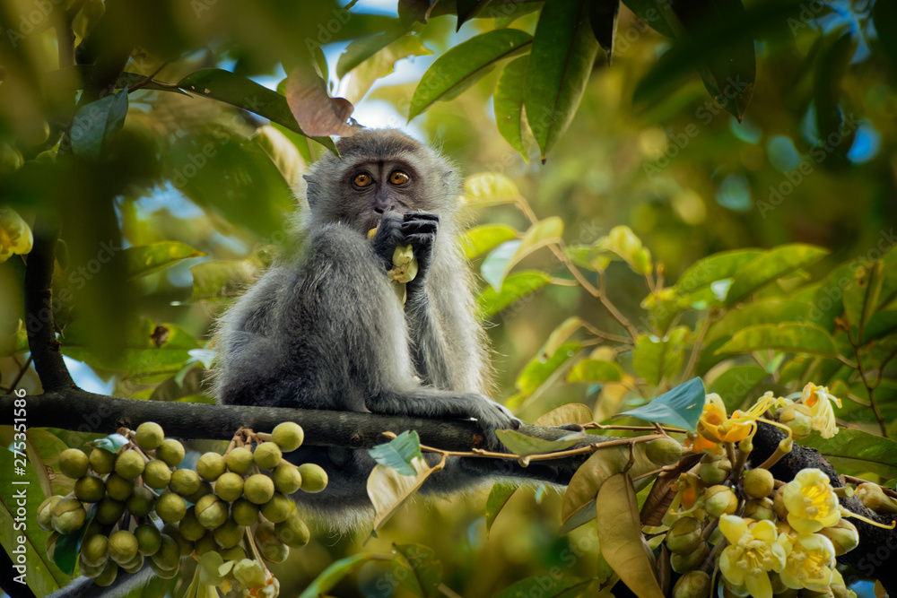 Long-tailed Macaque - Macaca fascicularis also known as crab-eating ...