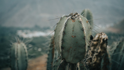 Cactus plant in wild life