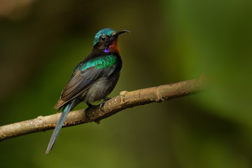 Copper-throated sunbird Leptocoma calcostetha colorful species of bird in the Nectariniidae family