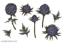 Vector Set Of Hand Drawn Colored Globethistle