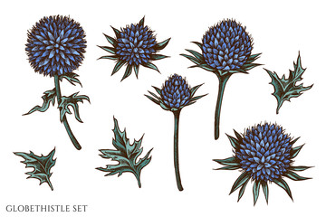 Wall Mural - Vector set of hand drawn colored globethistle