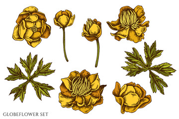 Wall Mural - Vector set of hand drawn colored globeflower