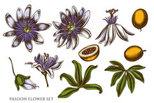 Vector Set Of Hand Drawn Colored Passion Flower