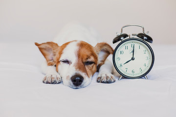 cute dog lying on bed with an alarm clock set on 8 am. morning and wake up concept at home. Pets indoors, lifestyle