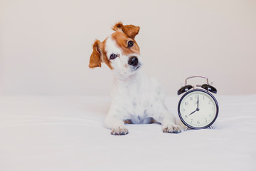 cute dog lying on bed with an alarm clock set on 8 am. morning and wake up concept at home. Pets indoors, lifestyle