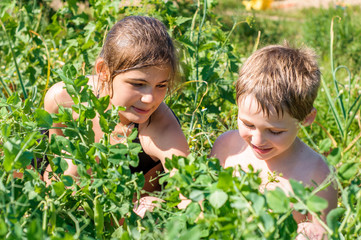 Wall Mural - Little child picks a cucumber from the garden during harvesting in the home garden. Helthy eating for kid's.