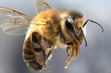 bee on flower