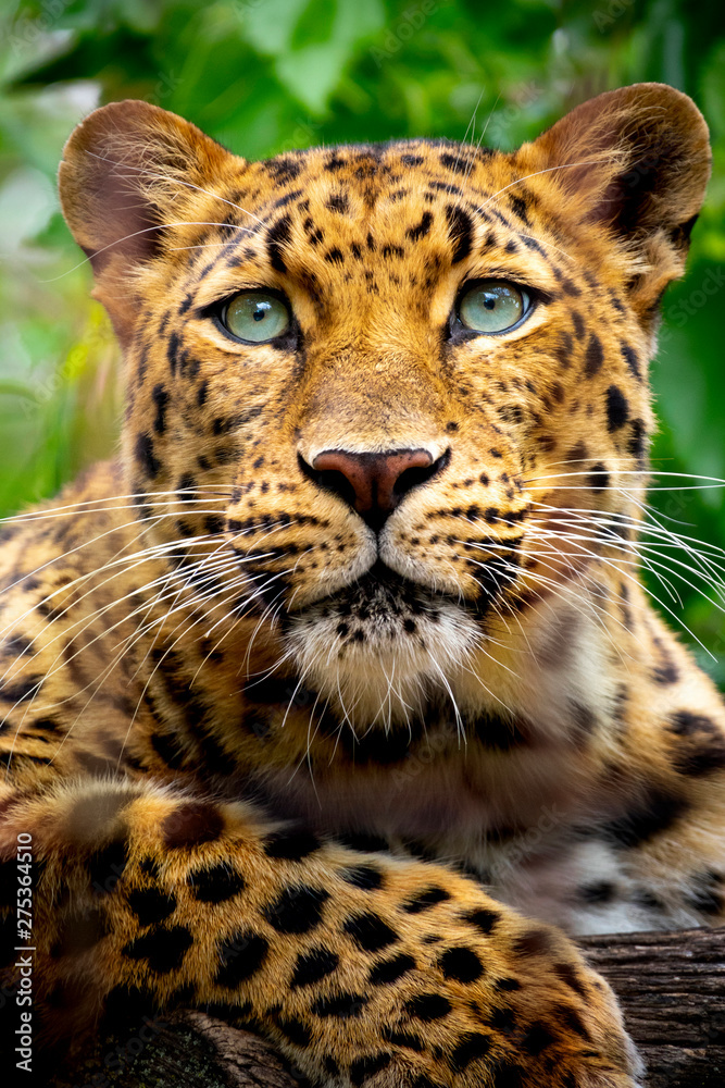 This close up portrait of an endangered Amur Leopard was shot at a local zoo in a light overcast condition at an after hours event. Normally, this cat is hard to shoot as it is nocturnal an sleeping  - obrazy, fototapety, plakaty 