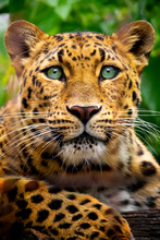 This Close Up Portrait Of An Endangered Amur Leopard Was Shot At A Local Zoo In A Light Overcast Condition At An After Hours Event. Normally, This Cat Is Hard To Shoot As It Is Nocturnal An Sleeping 