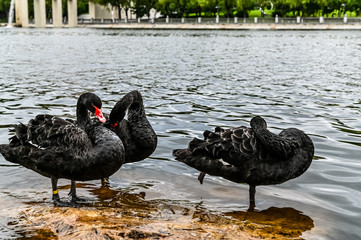 Wall Mural - Black swan on the lake in Changchun Sculpture Park, China