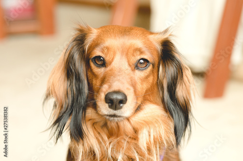 Long Hair Dachshund Dog Buy This Stock Photo And Explore Similar