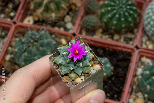 pics Cactus With Purple Flowers https stock adobe com images small potted cactus turbinicarpus alonsoi with purple flower blooming in cacti collection on window sill 275385789 start checkout 1 content id 275385789