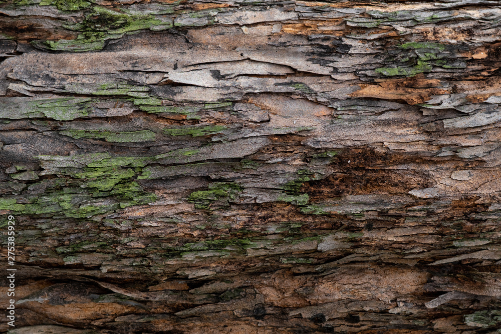 Closeup texture of tree bark. Pattern of natural tree bark background. Rough surface of trunk. Green moss and lichen on natural wood. Dirt skin of wooden. Grey, brown, and green nature background. - obrazy, fototapety, plakaty 