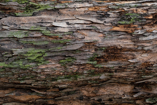 closeup texture of tree bark. pattern of natural tree bark background. rough surface of trunk. green