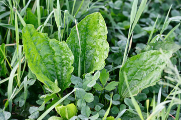 Canvas Print - Green leaves of plantain in nature.