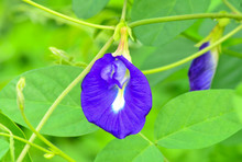 Cordofan Pea Purple Butterfly Pea Clitoria Ternatea Flower With Green Leaves Organic Herbal Anthocyanin
