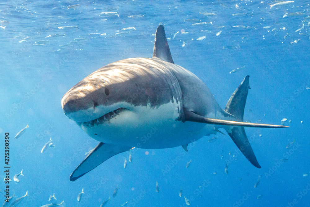 Wielki biały rekin w Meksyku Guadalupe - obrazy, fototapety, plakaty 