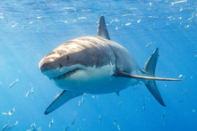 Sharks In An Aquarium Free Stock Photo - Public Domain Pictures