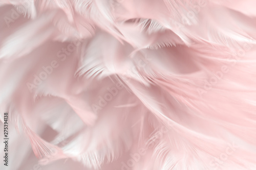 Fotomural Blur Bird chickens feather texture for background, Fantasy, Abstract, soft color of art design