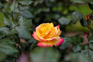 Wall Mural - Beautiful isolated yellow rose with pinkish-red petals on a green background