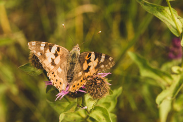 butterfly on a flower close-up with toning and vignetting