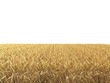 Wheat field isolated on white background 3d render