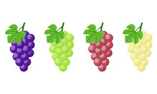 Set of different grapes isolated on white background. Bunch of purple, green, red, white grapes with stem and leaf. Cartoon style. Vector illustration for any design.