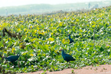 Closeup Of Moorhen Or Swamp Hen, A Chicken Size Red Beak Bird Collecting Food In Lake Field With Flowering Water Hyacinth (Eichhornia Crassipes) On Pond. Ranganathittu Bird Sanctuary, Karnataka India.