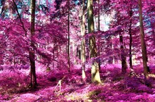 Beautiful Infrared View Into A Purple Fantasy Forest